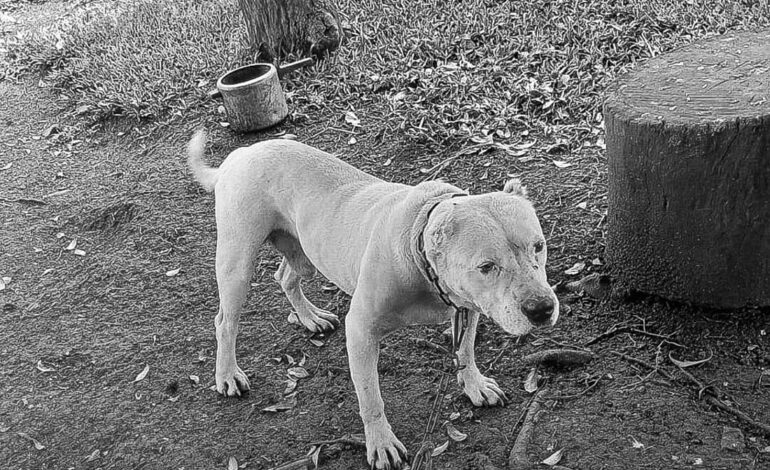 Caso de maus-tratos à cães é registrado em Jaboticaba
