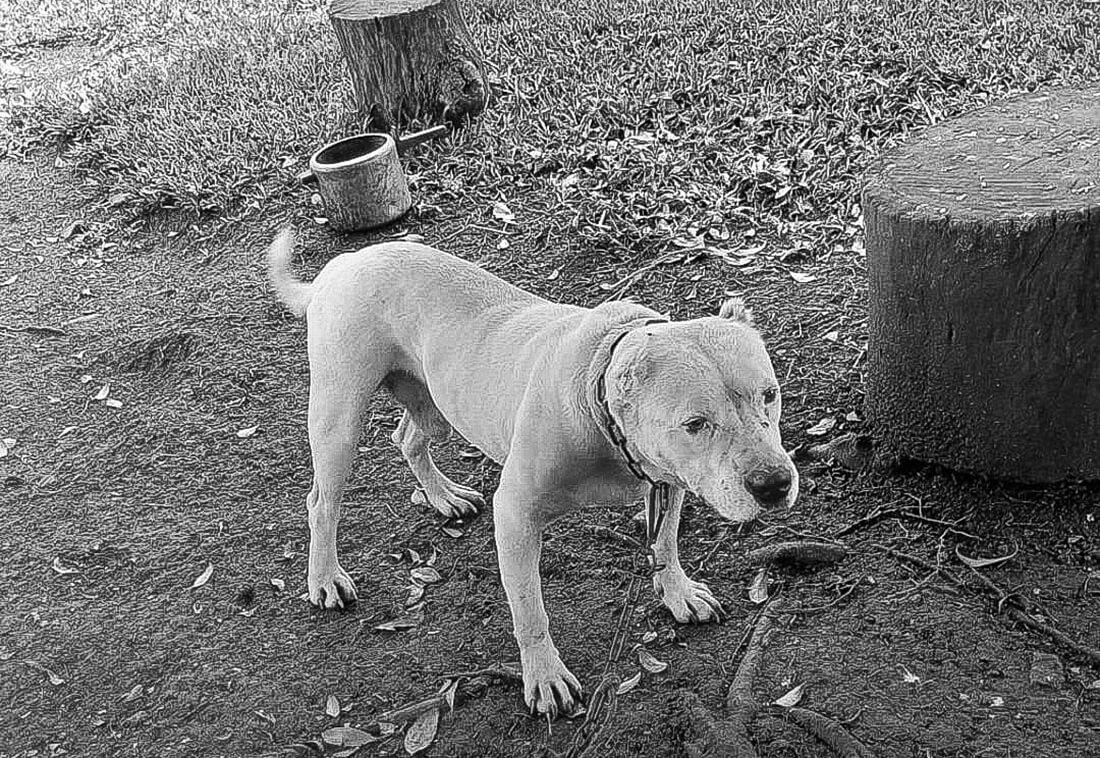Caso de maus-tratos à cães é registrado em Jaboticaba