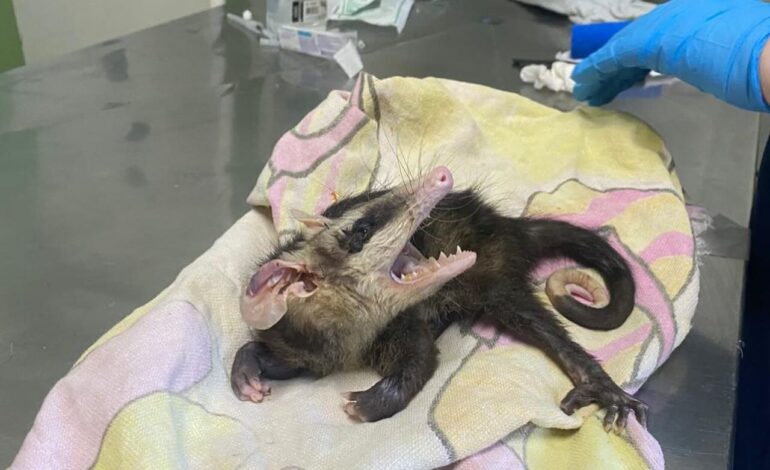 BM resgata dois animais silvestres nos municípios de Santo Ângelo e Ijuí