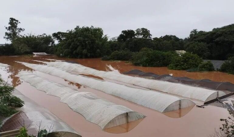 Conab compra sementes de arroz para doar a agricultores familiares gaúchos