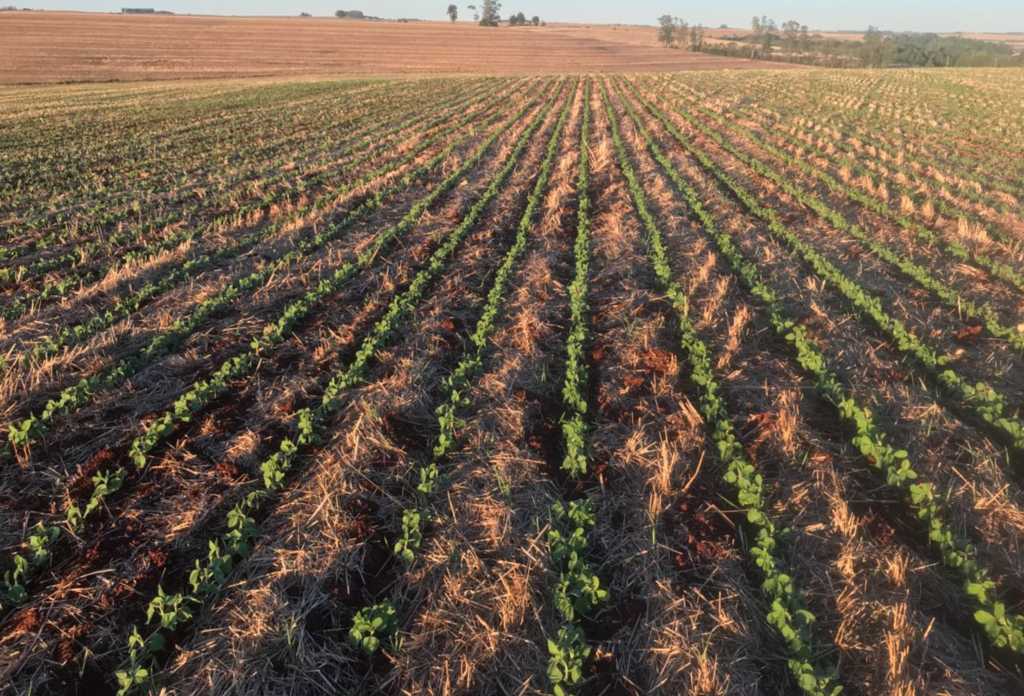 Plantio da soja no RS se aproxima do final