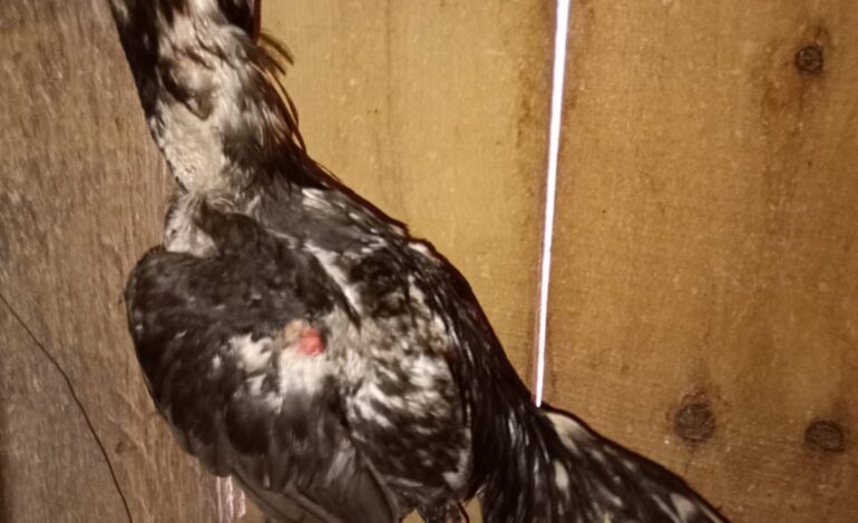 BM constata crime contra a fauna em Coronel Bicaco