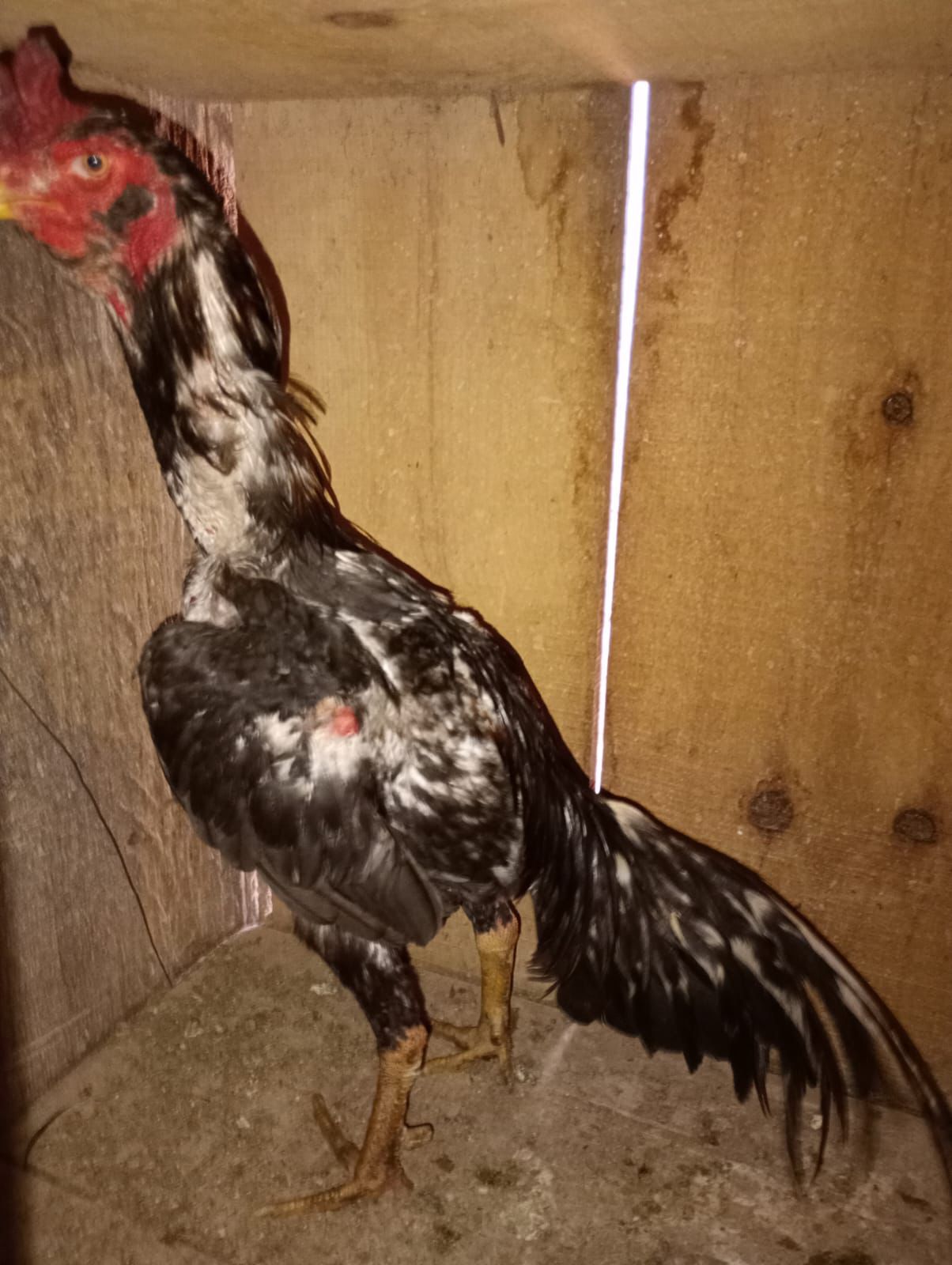 BM constata crime contra a fauna em Coronel Bicaco