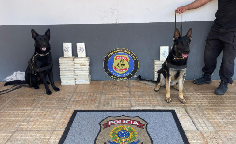 Cães farejadores da PF localizam quase 50kg de cocaína em caminhonete