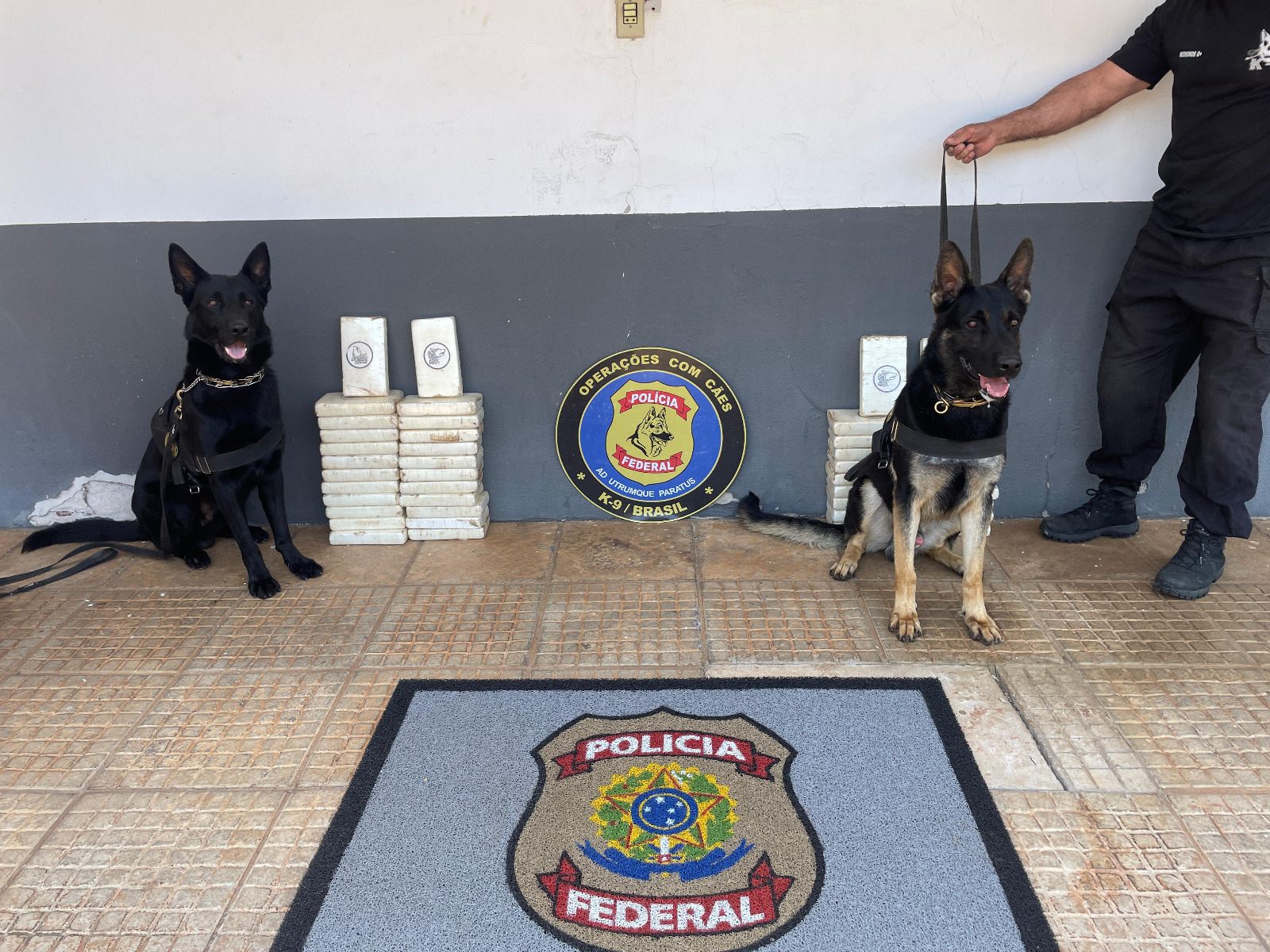 Cães farejadores da PF localizam quase 50kg de cocaína em caminhonete