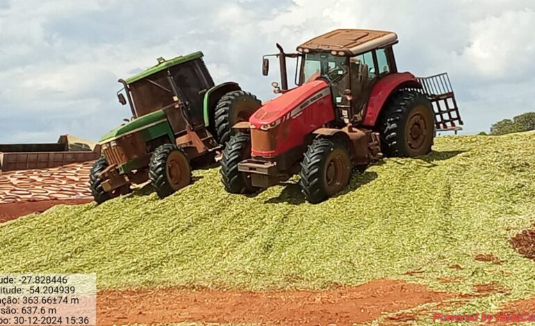 Avança colheita de milho para silagem e os resultados são adequados
