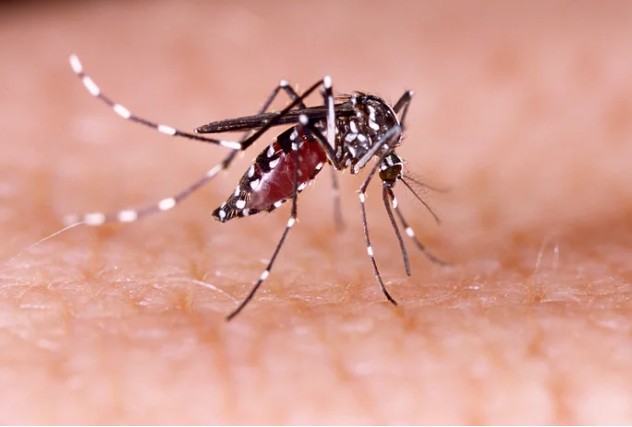 Sobe para 136 o número de casos de dengue nas Missões