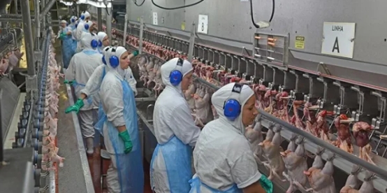 Exportações gaúchas de carne de frango registram alta de 19,5%