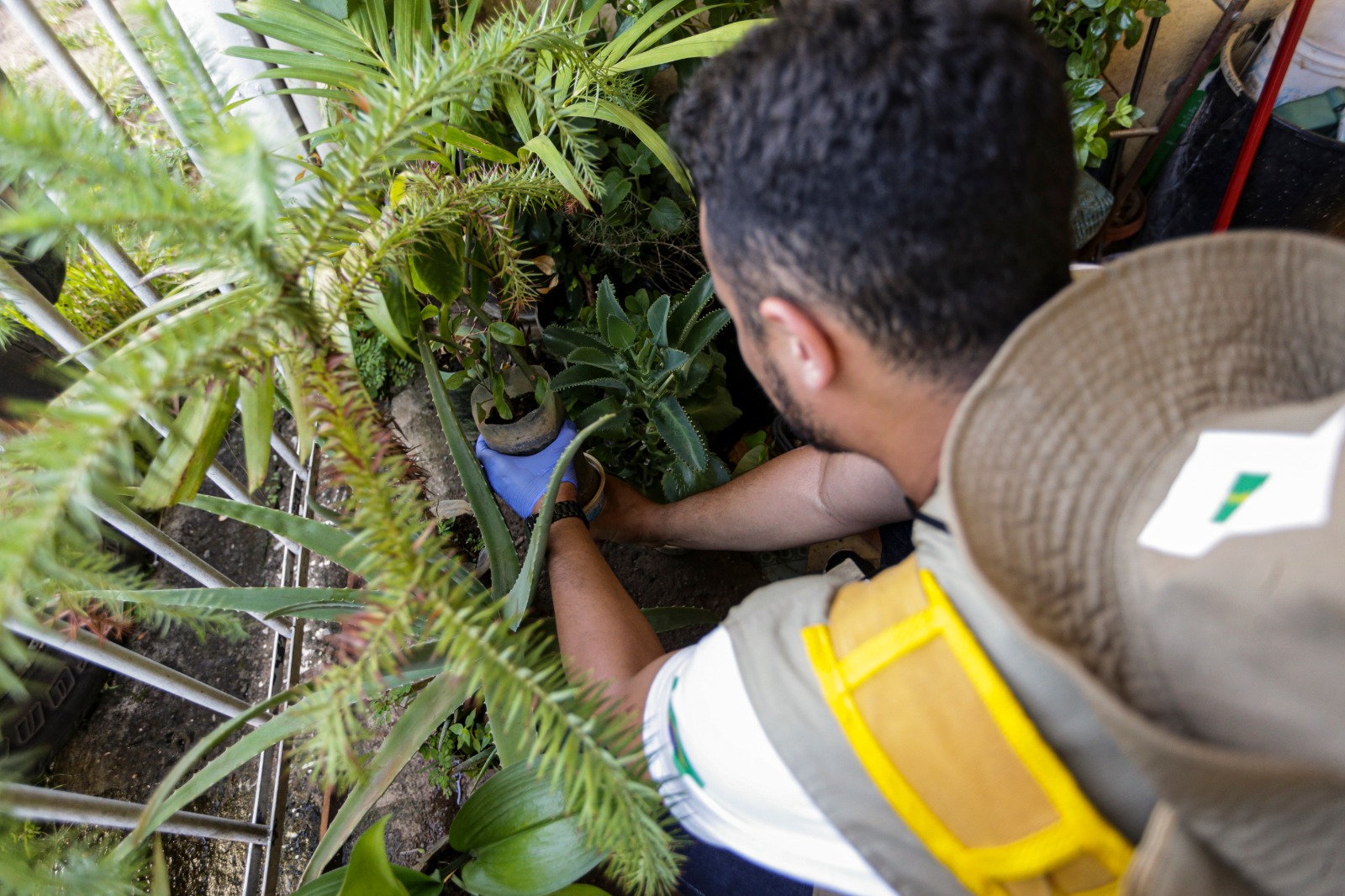 Região das Missões tem 73 casos confirmados de dengue