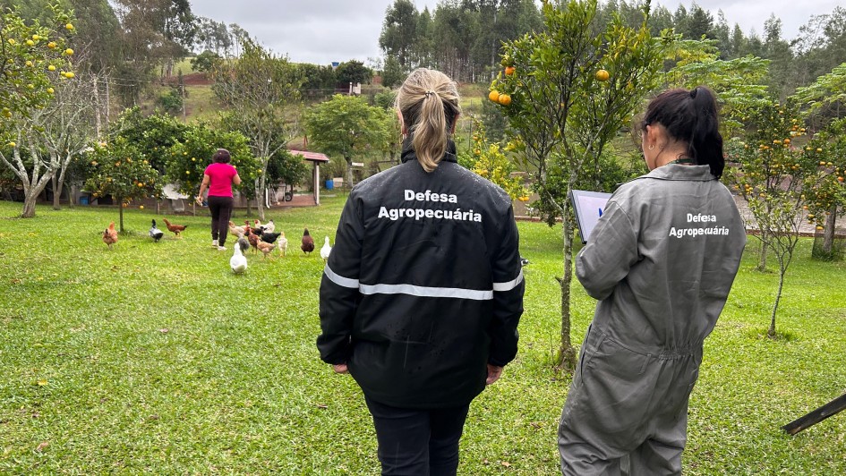 Estado vistoriou 100% das propriedades no raio de dez quilômetros do foco de gripe aviária