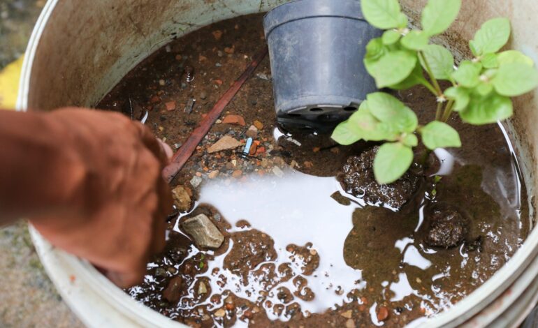 Região das Missões passa dos 210 casos de dengue