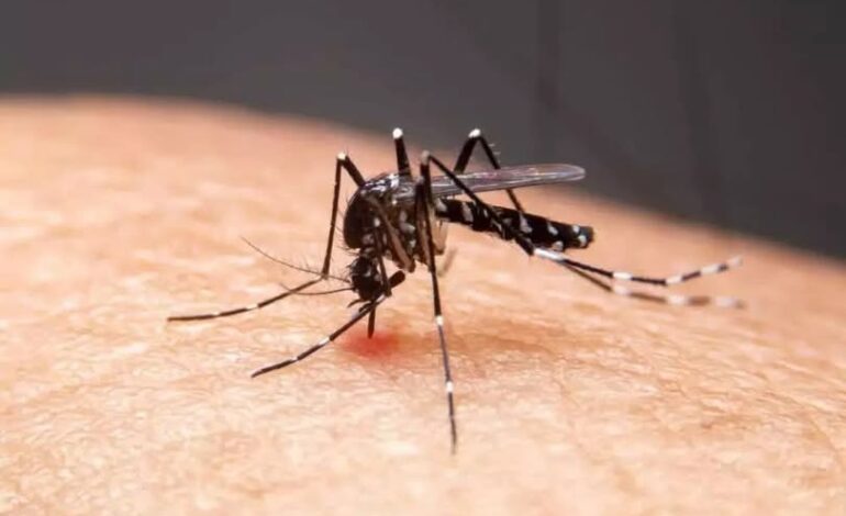 Rio Grande do Sul chega a 26 óbitos por dengue em 2025