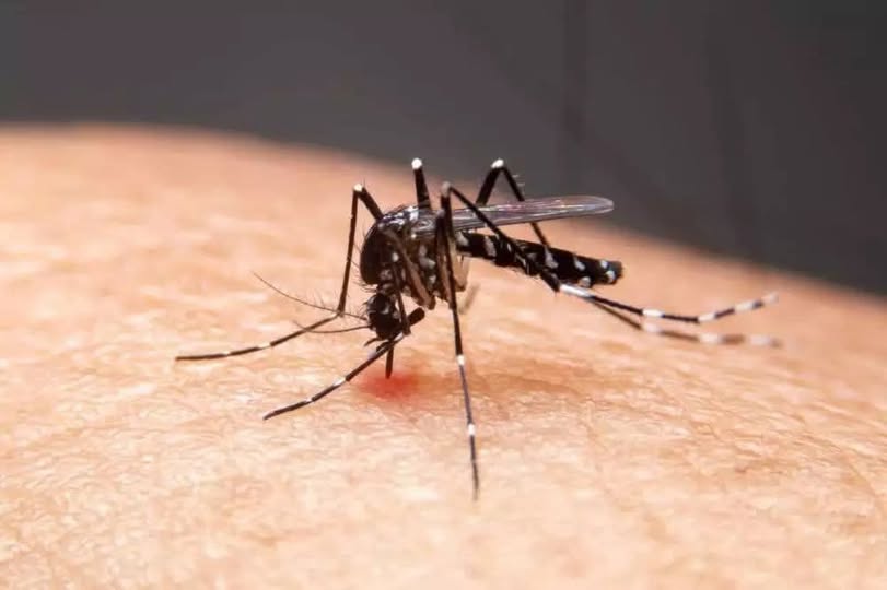 Rio Grande do Sul chega a 26 óbitos por dengue em 2025