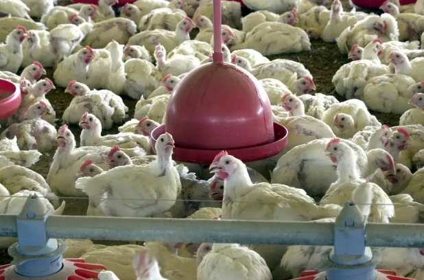 Brasil pode retomar exportações de carne de frango em 28 dias