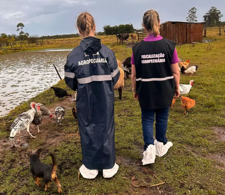 Governo vistoriou mais de 80% das propriedades no raio do foco de gripe aviária