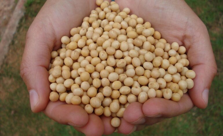 Conab prevê safra de 33,5 milhões de toneladas de grãos no Rio Grande do Sul