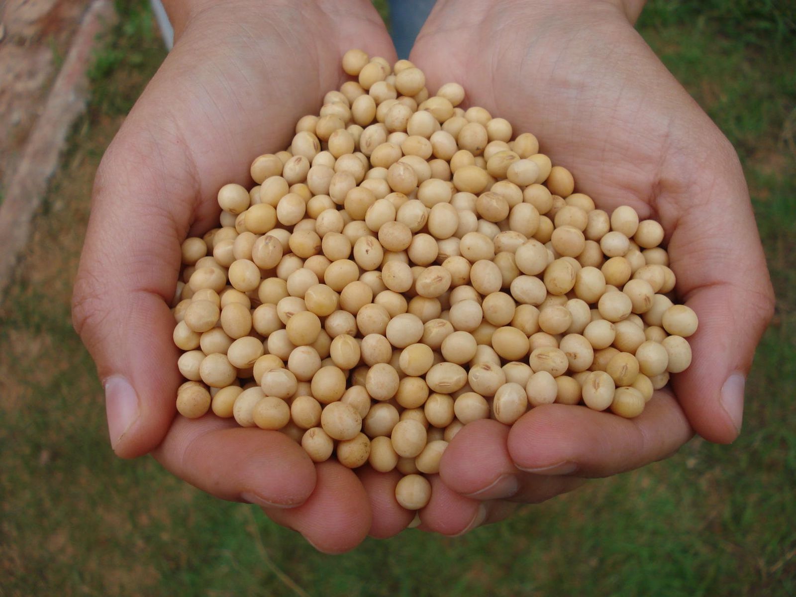 Conab prevê safra de 33,5 milhões de toneladas de grãos no Rio Grande do Sul