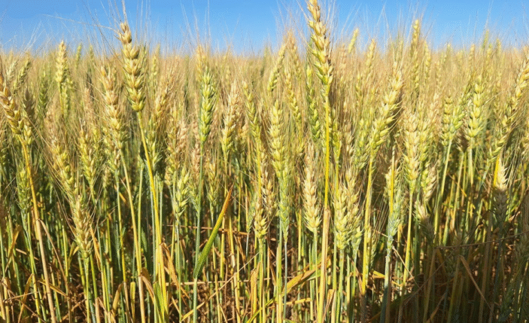 Plantio do trigo inicia com área reduzida em dois mil hectares