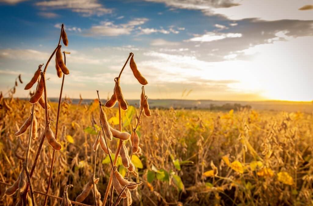 Colheitas de soja e milho estão praticamente encerradas no Rio Grande do Sul