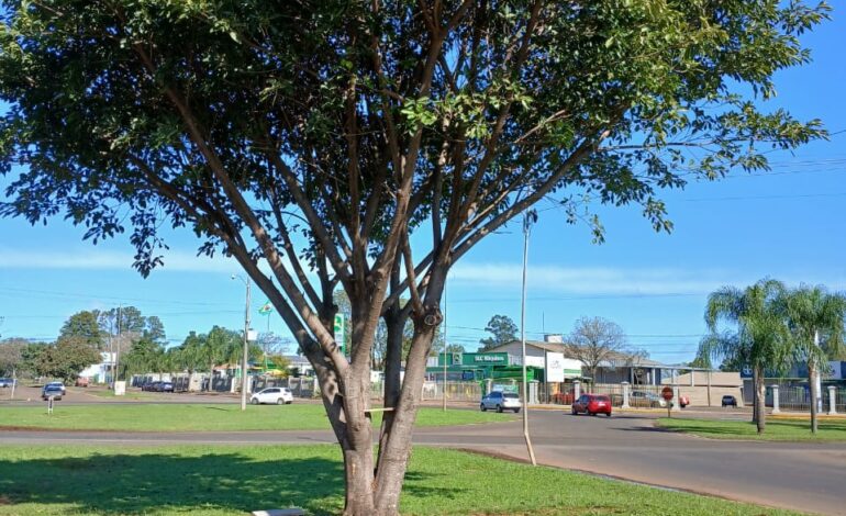 Figueira dará lugar a mastro com a bandeira do Brasil em Santo Ângelo
