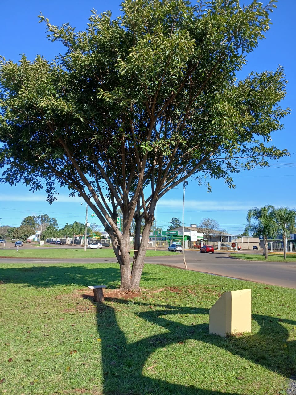 Figueira dará lugar a mastro com a bandeira do Brasil em Santo Ângelo