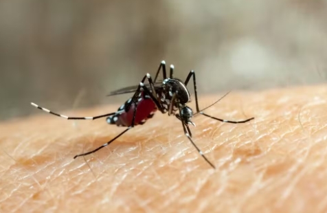 RS soma 34 mortes por dengue