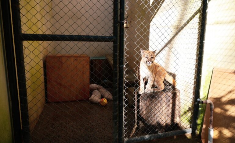 Filhote de puma resgatado ganha novo lar no Zoológico de Sapucaia do Sul