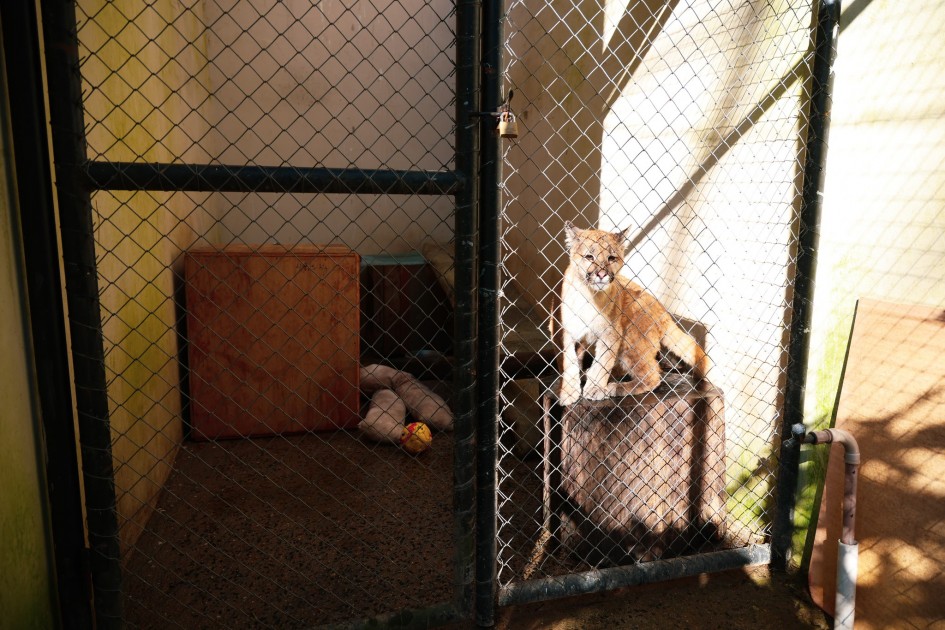 Filhote de puma resgatado ganha novo lar no Zoológico de Sapucaia do Sul