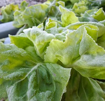 Produção de folhosas é afetada por chuvas e frio intenso no RS