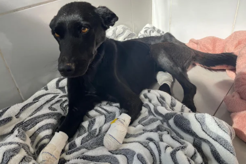 Homem é preso por maus-tratos após cortar patas de cadela