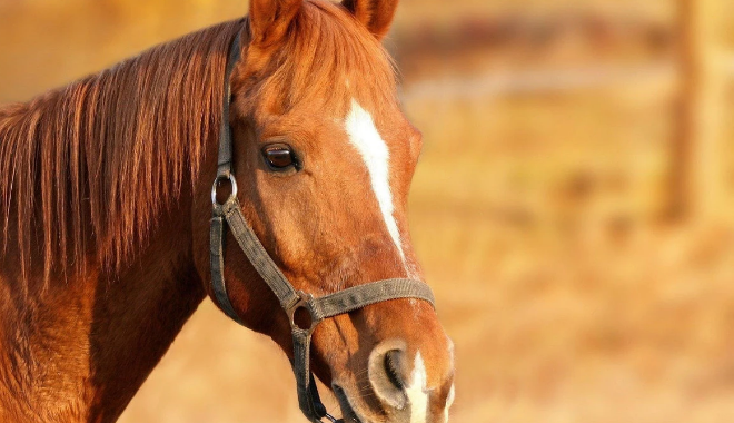 Número de cavalos mortos por ração contaminada chega a 284, diz Ministério da Agricultura