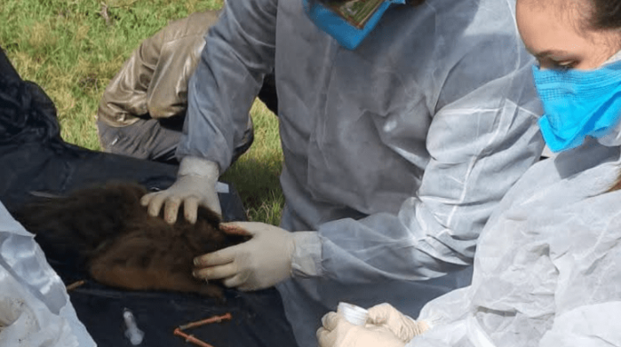 Mortes de bugios em Santo Antônio das Missões levantam suspeita de febre amarela