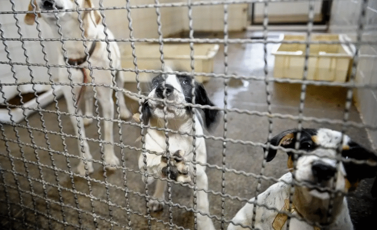 Projeto aprovado na Câmara proíbe testes de cosméticos em animais