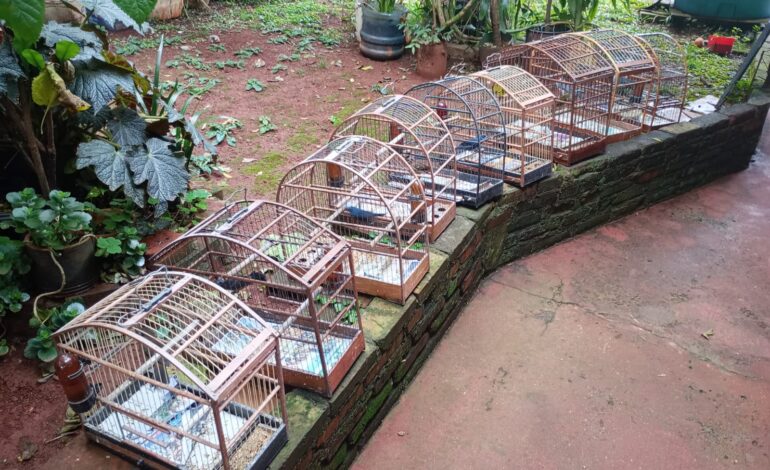 BM apreende aves silvestres mantidas em cativeiro em Santo Ângelo