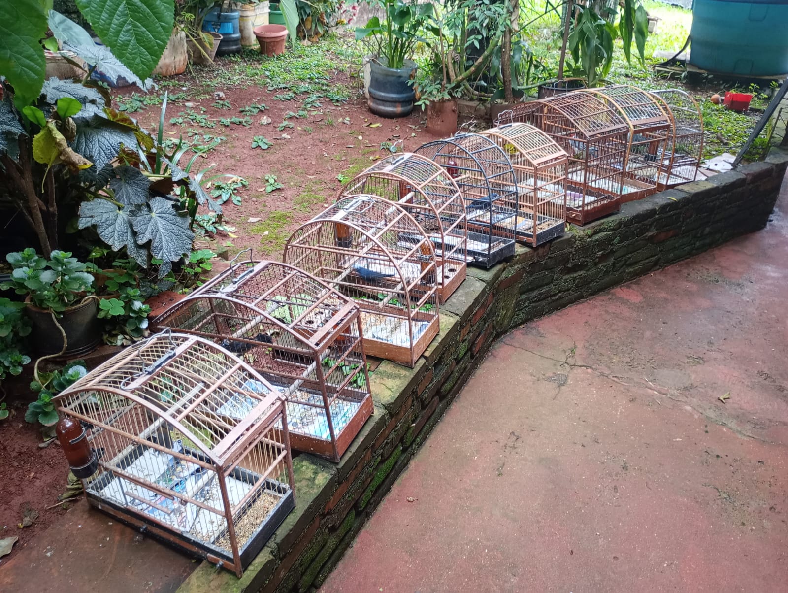 BM apreende aves silvestres mantidas em cativeiro em Santo Ângelo