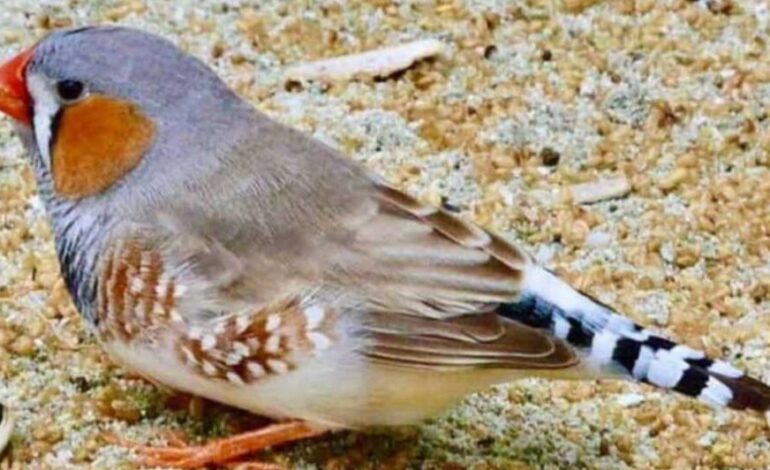 Depois de dois anos, aves e pássaros voltam à Expointer