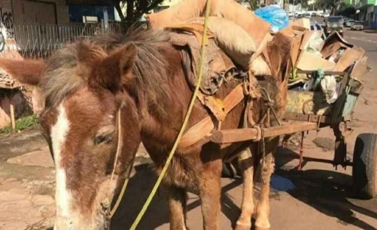 Santo Ângelo proíbe veículos de tração animal a partir de Fevereiro de 2026