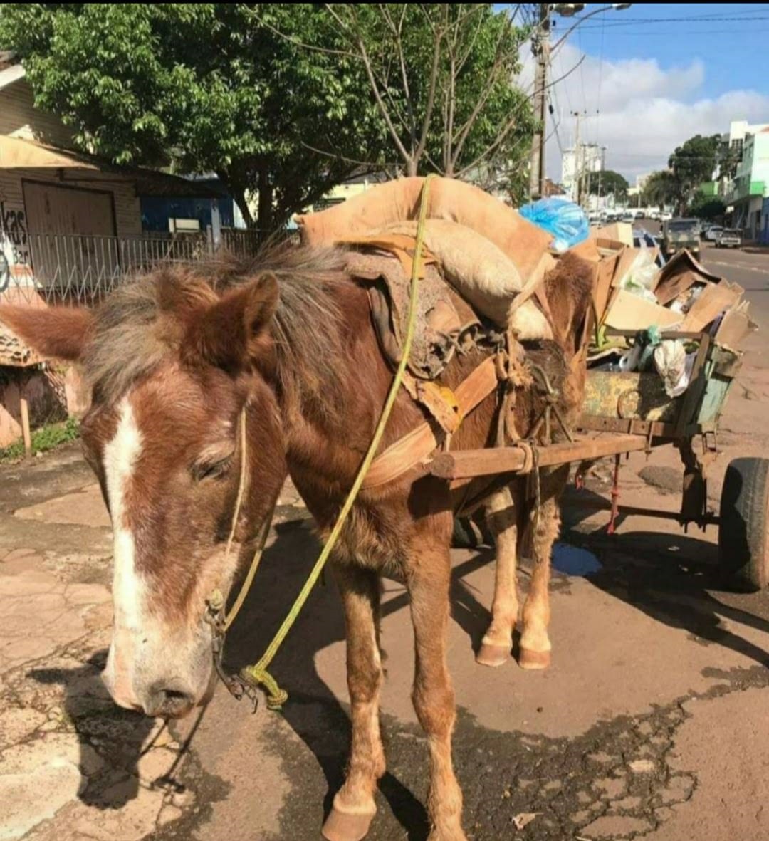 Santo Ângelo proíbe veículos de tração animal a partir de Fevereiro de 2026