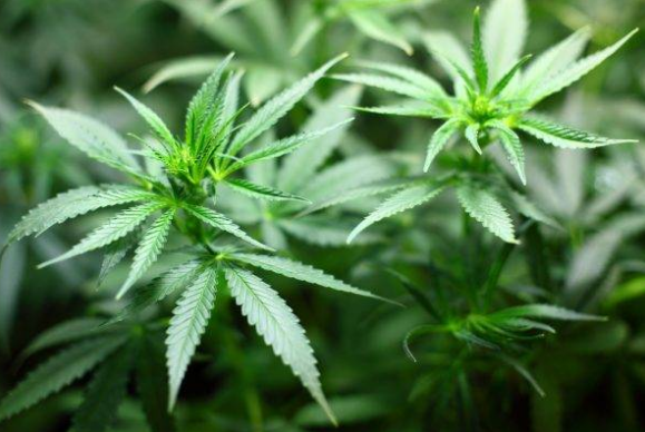 Justiça autoriza paciente a cultivar Cannabis para uso medicinal em São Miguel das Missões