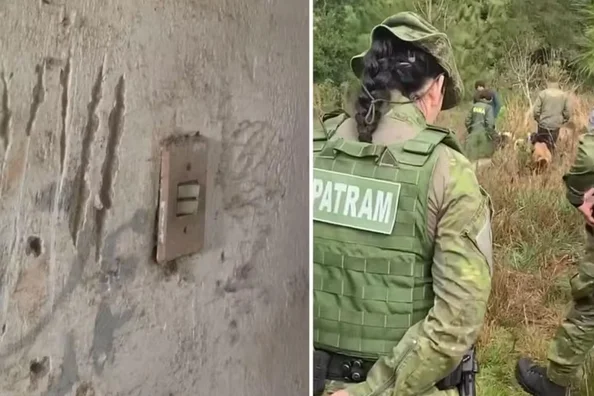 Ibama e Brigada Militar investigam presença de puma em Viamão após ataques a animais