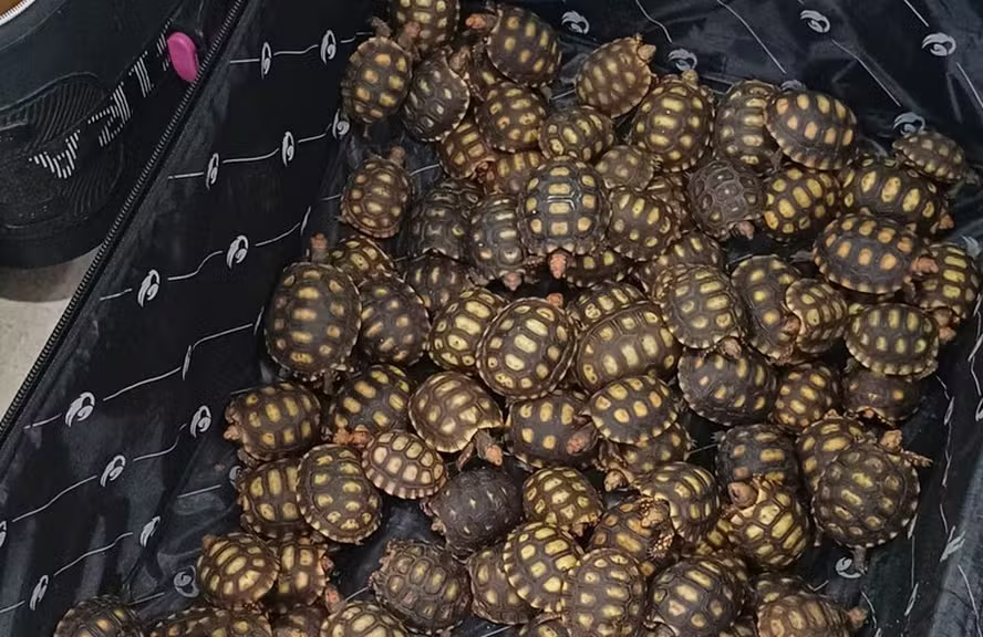 Homem é preso transportando 600 filhotes de jabuti em ônibus interestadual