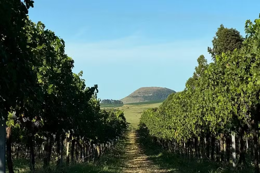 TJ-RS suspende decisão que proibia uso do herbicida 2,4-D no Estado