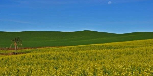 Lavouras de inverno no RS apresentam bom desenvolvimento, aponta Emater