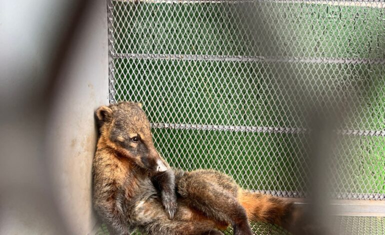 Quati resgatado em Giruá é devolvido à natureza em Santo Ângelo
