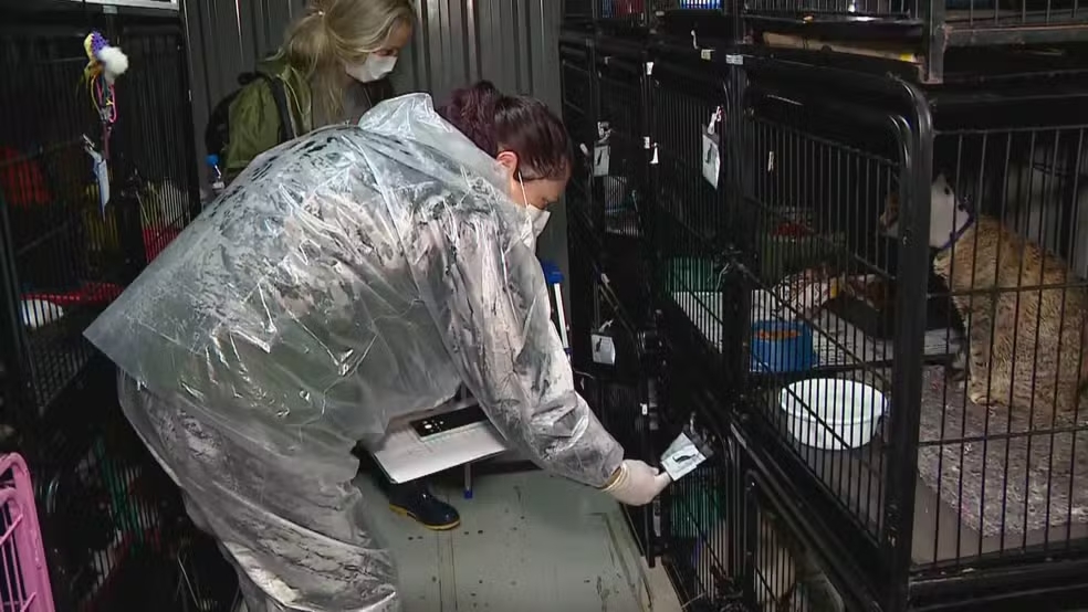 Eutanásia de animais em Canoas: orientação era abater cães e gatos mesmo com chance de sobreviver, diz veterinária