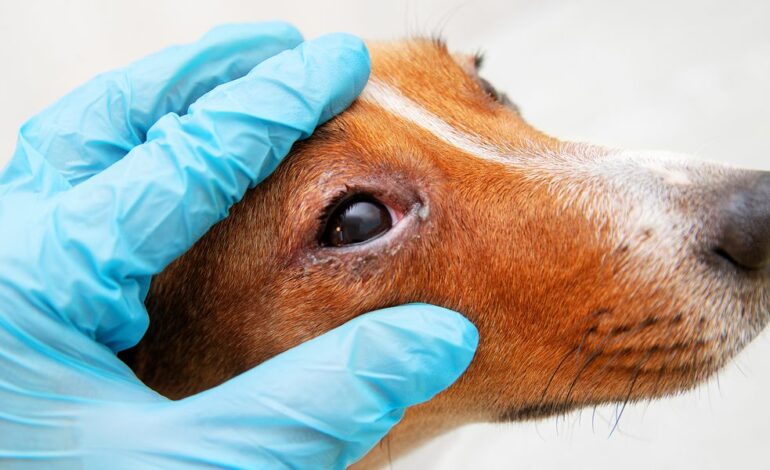 Surto de cinomose provoca mortes em massa de cães em Giruá