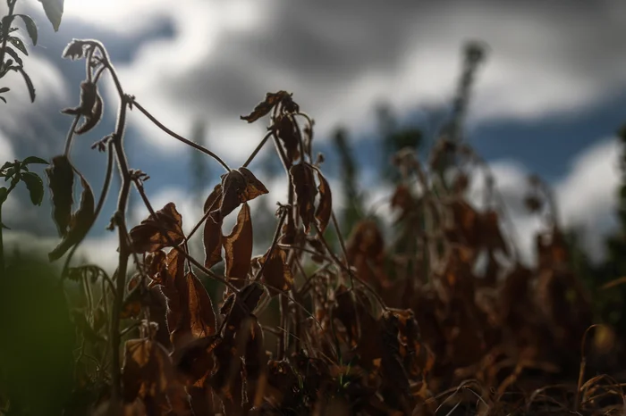 La Niña está de volta? Possibilidade de estiagem ameaça, mais uma vez, safra no RS
