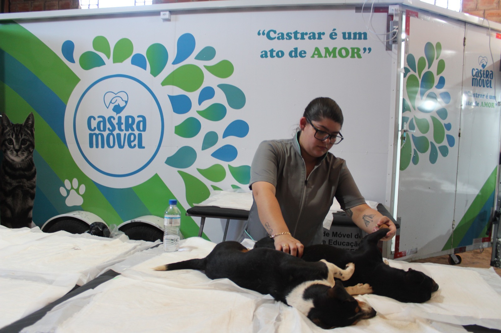 Entre-Ijuís realiza castração gratuita de cães e gatos