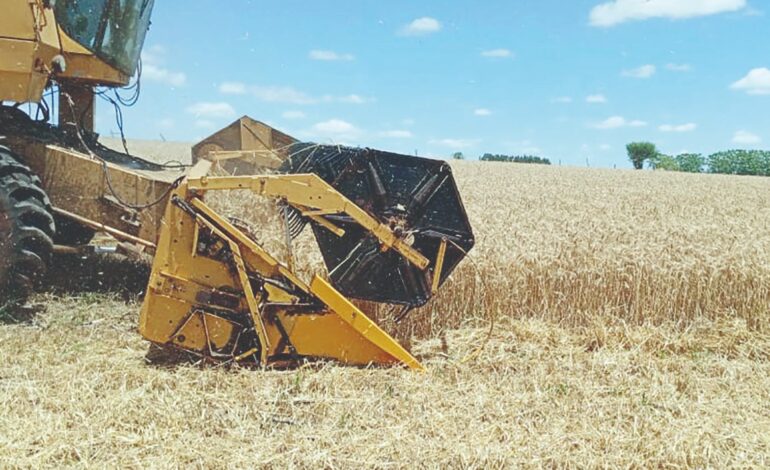 Colheita de trigo inicia com produtividade em torno de 40 a 50 sacas por hectare