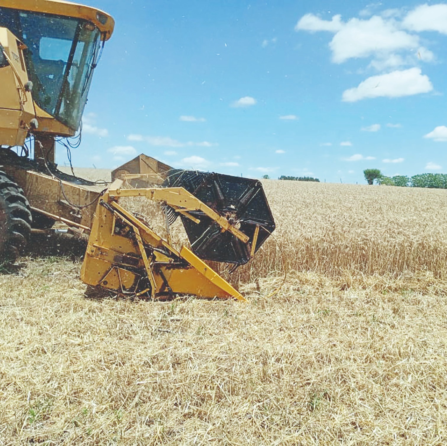 Colheita de trigo inicia com produtividade em torno de 40 a 50 sacas por hectare